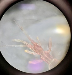 Caprella penantis