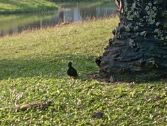 Columba livia domestica