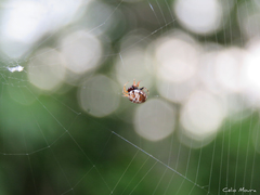 Hypognatha