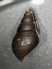 Semisulcospira