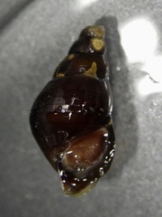 Semisulcospira