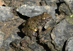 Phrynobatrachus natalensis