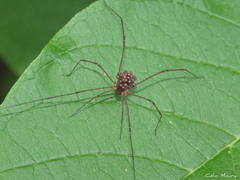 Cynorta unciscripta