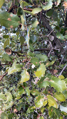 Quercus coccifera