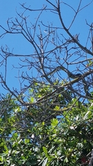 Dispholidus typus typus