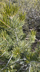 Pinus quadrifolia