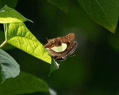 Polyura hebe