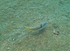 Halichoeres nicholsi