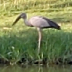 Anastomus oscitans