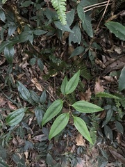 Smilax nantoensis