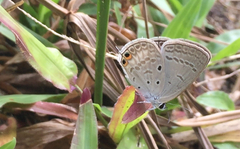 Euchrysops cnejus cnejus