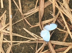 Jamides celeno aelianus