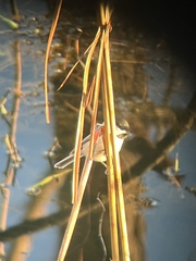 Poecile carolinensis