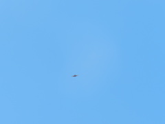 Parabuteo unicinctus