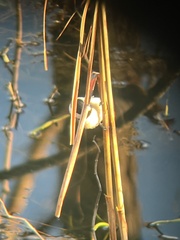 Poecile carolinensis