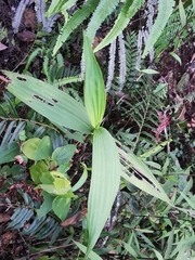 Elleanthus