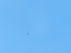 Parabuteo unicinctus