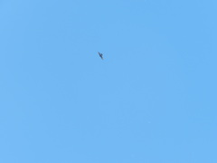 Parabuteo unicinctus