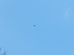 Parabuteo unicinctus