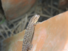 Hemidactylus agrius