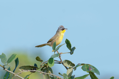 Geothlypis poliocephala