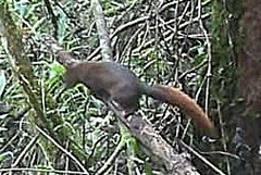 Sciurus granatensis