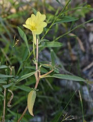 Oenothera elata hirsutissima