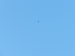 Parabuteo unicinctus