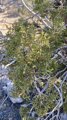Juniperus californica