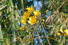 Cochlospermum