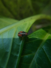 Sinopla perpunctatus