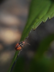 Sinopla perpunctatus