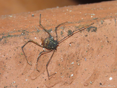 Cynorta unciscripta