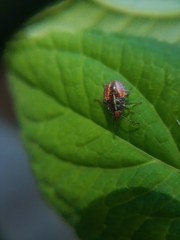Sinopla perpunctatus