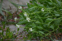 Cakile lanceolata
