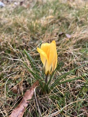 Crocus chrysanthus