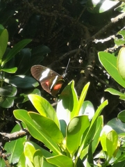 Heliconius clysonymus