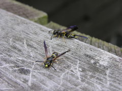 Ancistrocerus unifasciatus