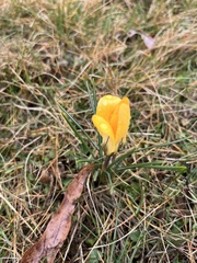 Crocus chrysanthus
