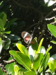 Heliconius clysonymus