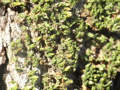 Orthotrichum diaphanum