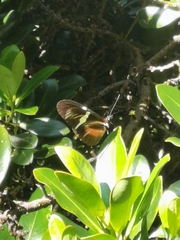 Heliconius clysonymus
