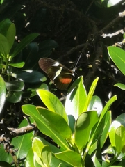Heliconius clysonymus