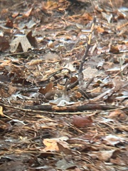 Thryothorus ludovicianus