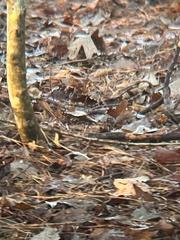 Thryothorus ludovicianus