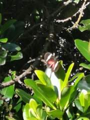 Heliconius clysonymus