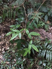 Tetrastigma hemsleyanum