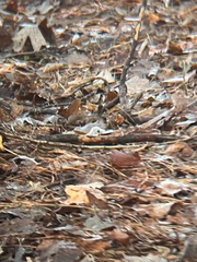 Thryothorus ludovicianus