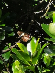 Heliconius clysonymus