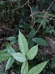 Tetrastigma hemsleyanum